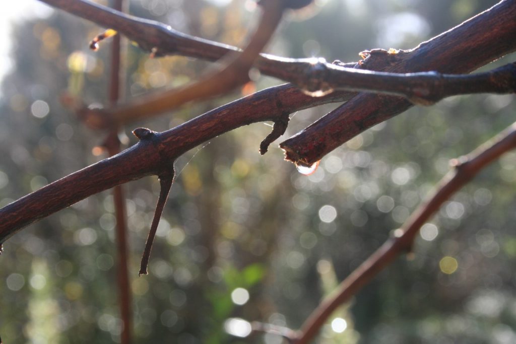 Winter rain drips from bare branches